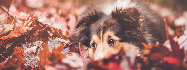 Assicurazione animali domestici: perch&eacute; farla